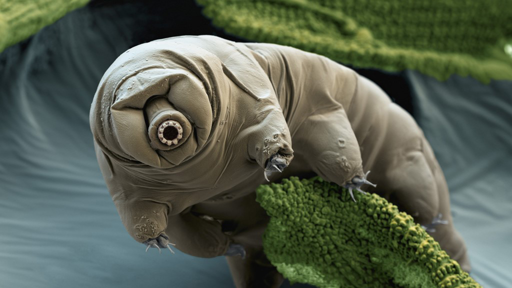 Water bear (Macrobiotus sapiens) in moss. Color enhanced scanning electron micrograph (SEM) of a water bear in its active state. Water bears (or tardigrades) are tiny invertebrates that live in aquatic and semi-aquatic habitats such as lichen and damp moss. They require water to obtain oxygen by gas exchange. In dry conditions, they can enter a cryptobiotic state of desiccation, known as a tun, to survive. In this state, water bears can survive for up to a decade. This species was found in moss samples from Croatia. It feeds on plant and animal cells. Water bears are found throughout the world, including regions of extreme temperature, such as hot springs, and extreme pressure, such as deep underwater. They can also survive high levels of radiation and the vacuum of space. Magnification: x250 when printed 10cm wide.